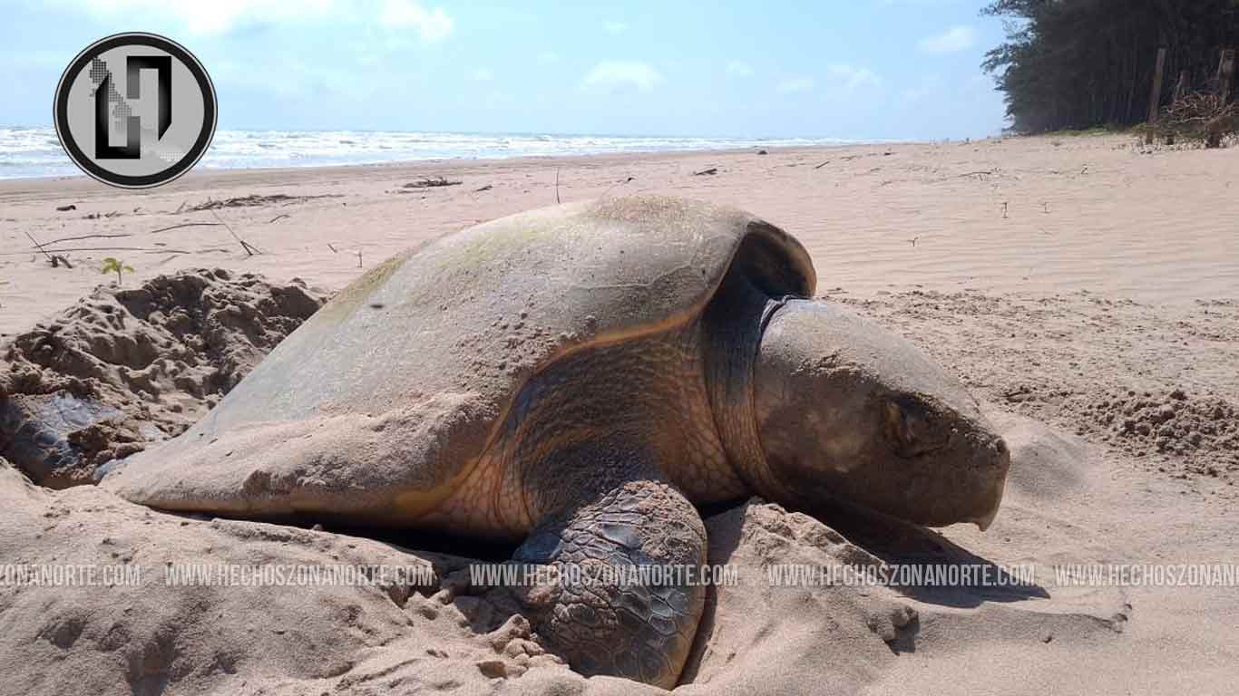 Inicia temporada de arribo de tortugas Loras en playas de Tuxpan